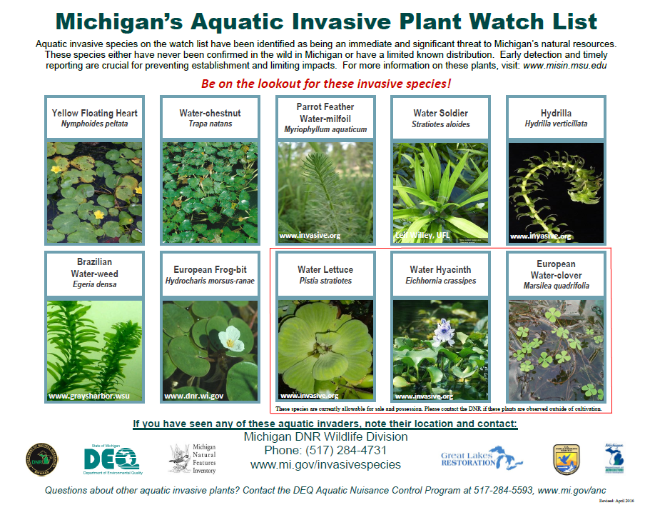 Aquatic Invasive Plant Species in Michigan - Home