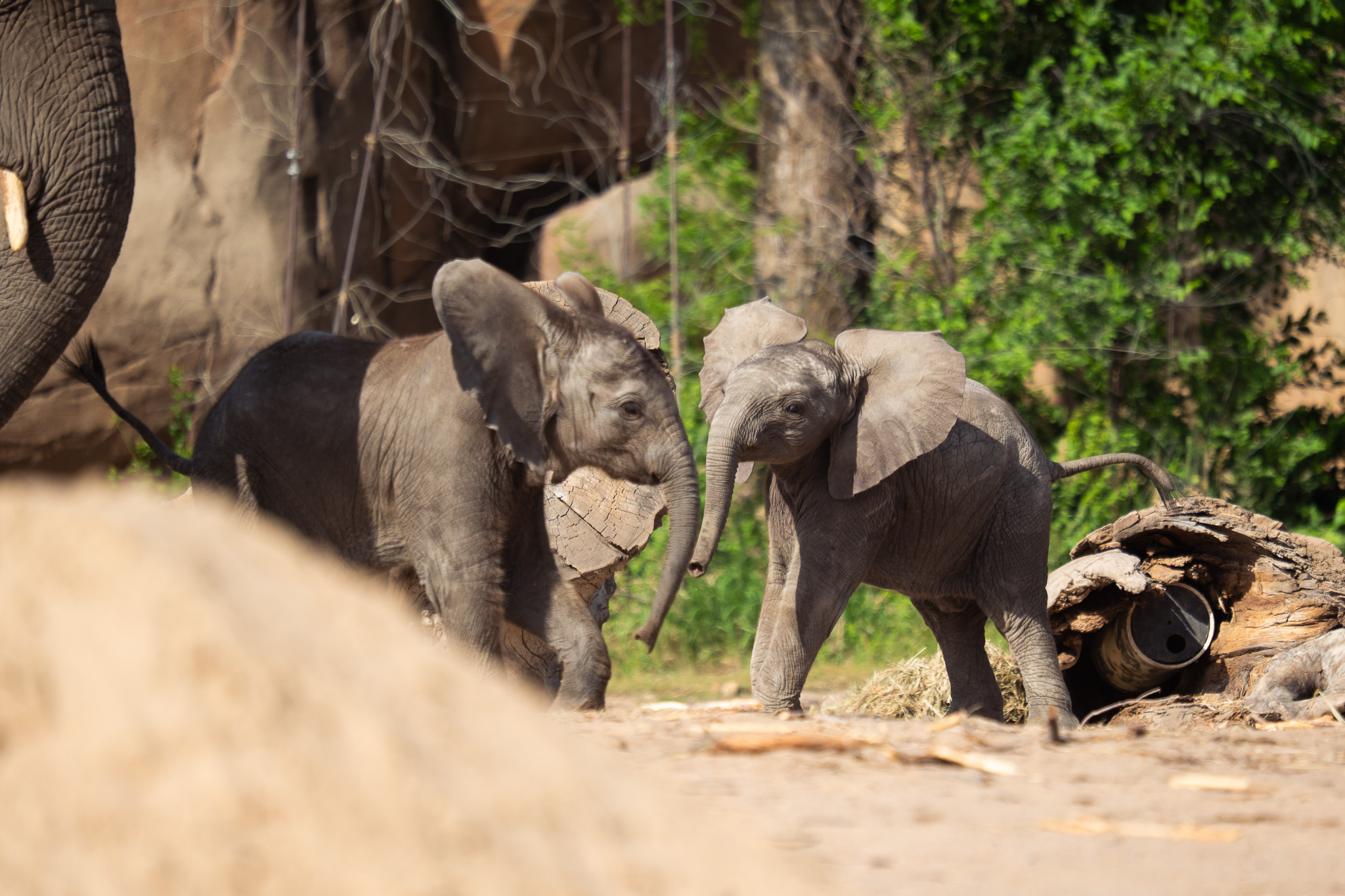 Sedgwick - Big milestones for our little elephants! 🐘💚 Kijani and Asali ...