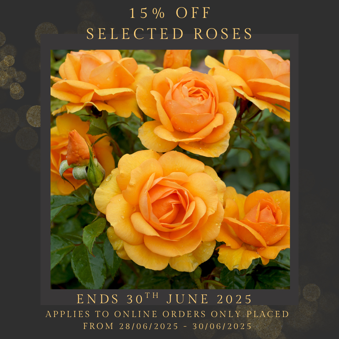 Treloar - 🌹 LIMITED TIME OFFER! 🌹 Get 15% OFF on selected roses! 💐 ...