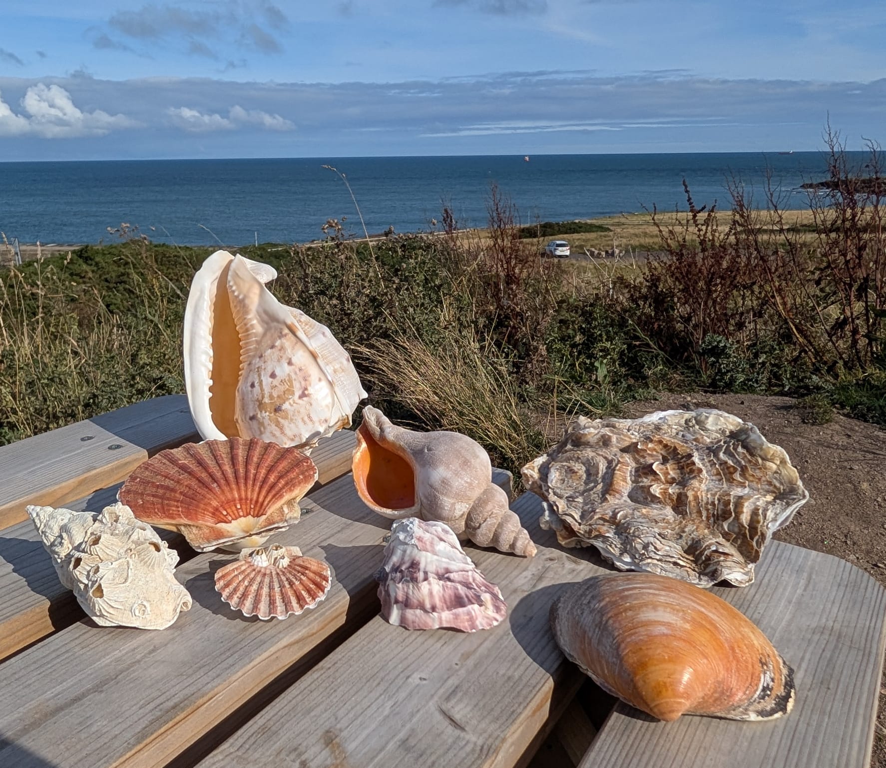 Greyhope - 🌊 Greyhope Morning: the Science of Shells. 🗨We'll be joined ...