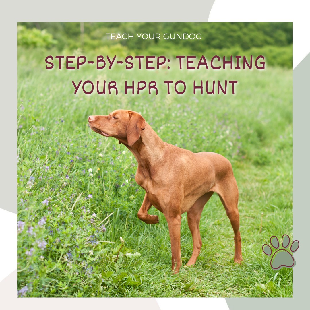 Teach - Want a simple game to play with your HPR to get them started ...