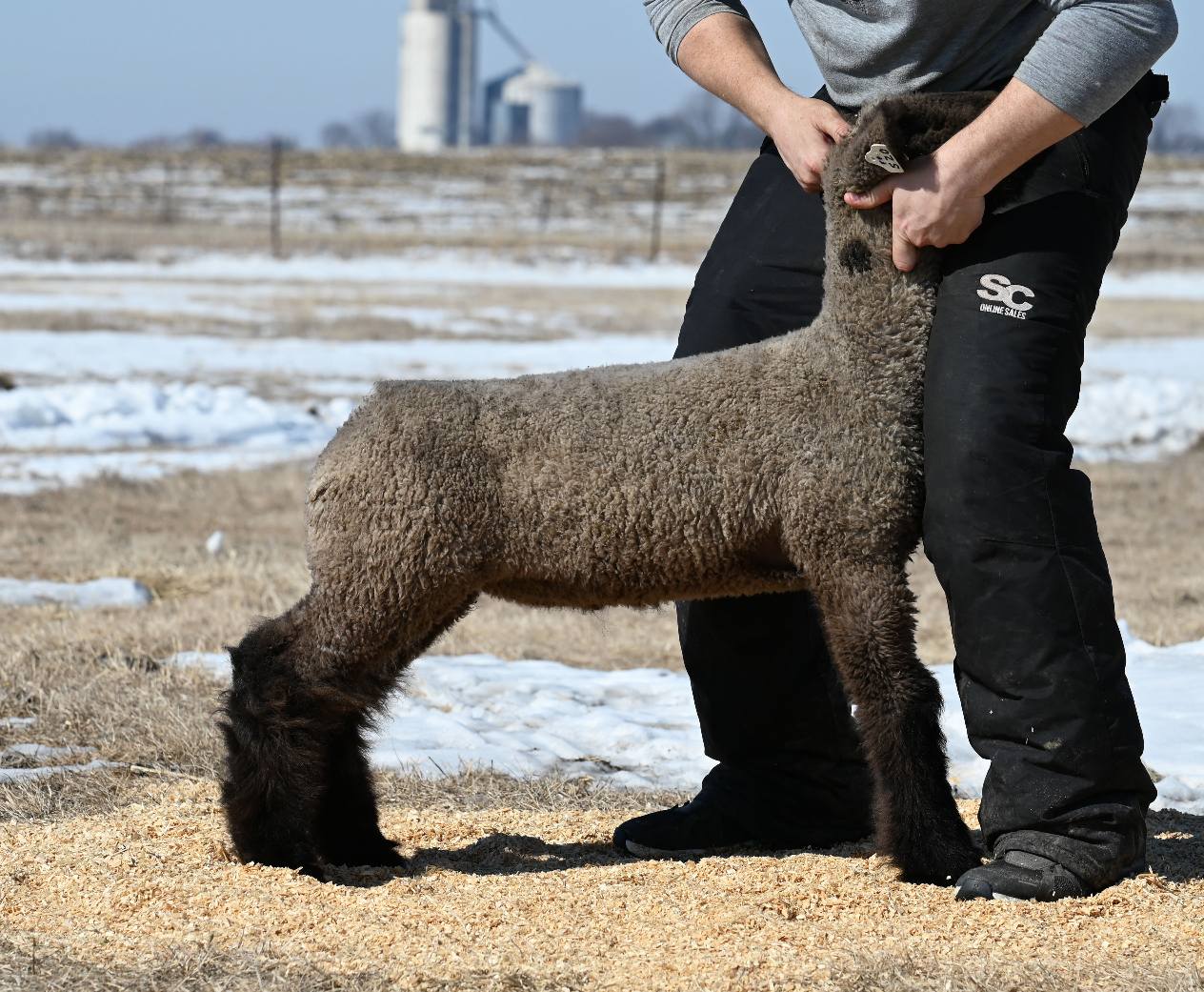 Meyer Family Show Lambs | Lytton IA