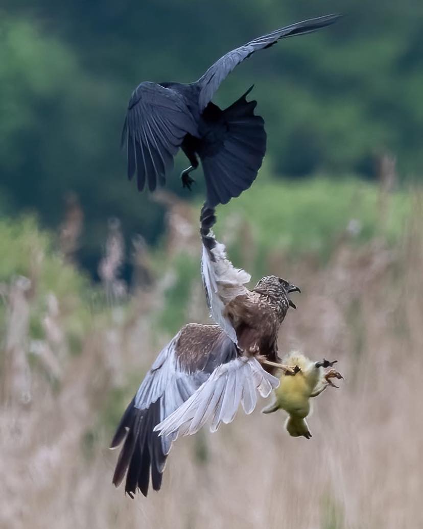 South - People like to think of nature as “peaceful” - but this photo ...