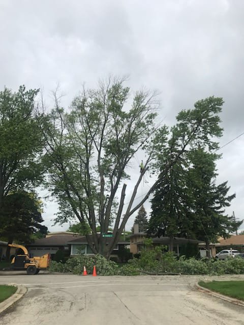 Chilo's Tree Service LLC