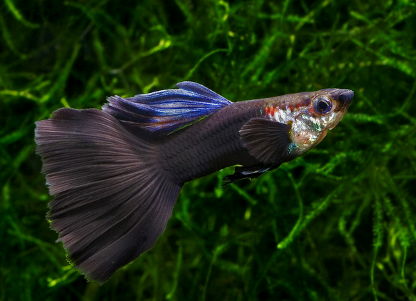 Guppy Price In Kerala,How to keep your home cool naturally?