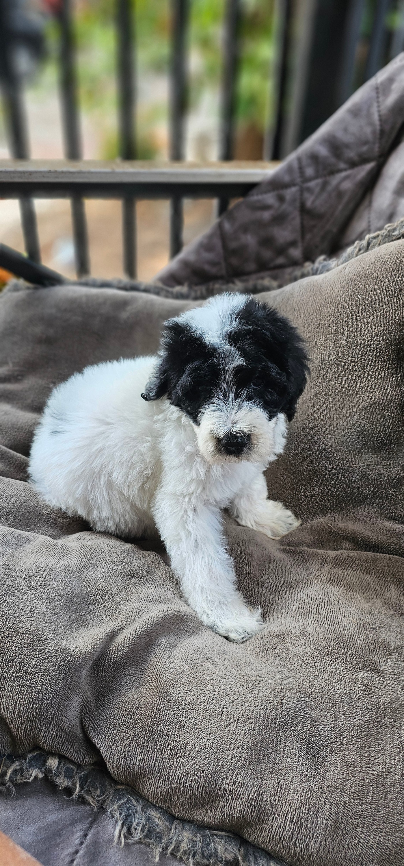 Golden feather farm of Doodles and Poodles