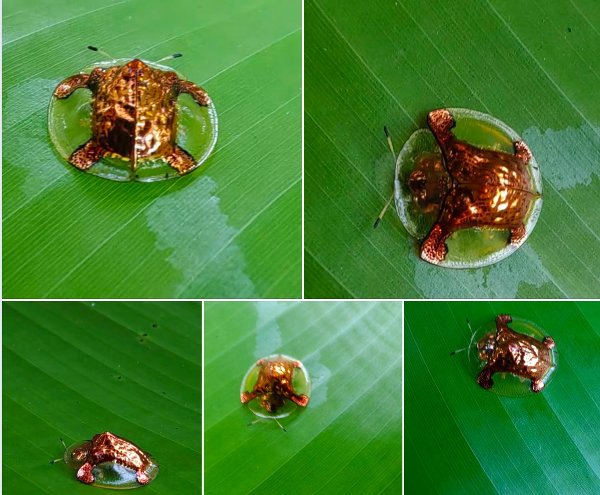Côn - BỌ RÙA VÀNG - MIỂNG KIẾNG - BỌ DĨA BAY - CON HOÀNG TỬ... 