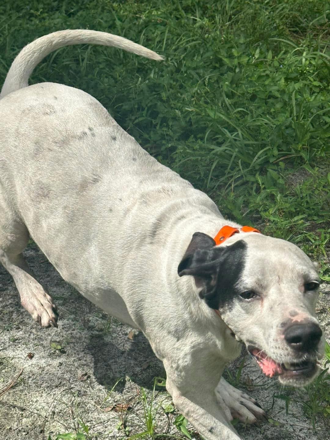 Florida Pointer Rescue added a... - Florida Pointer Rescue