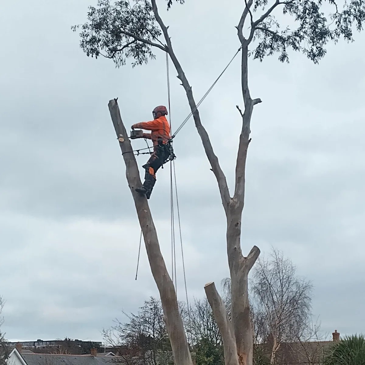 Ryan Tree Services & Landscaping | Dublin
