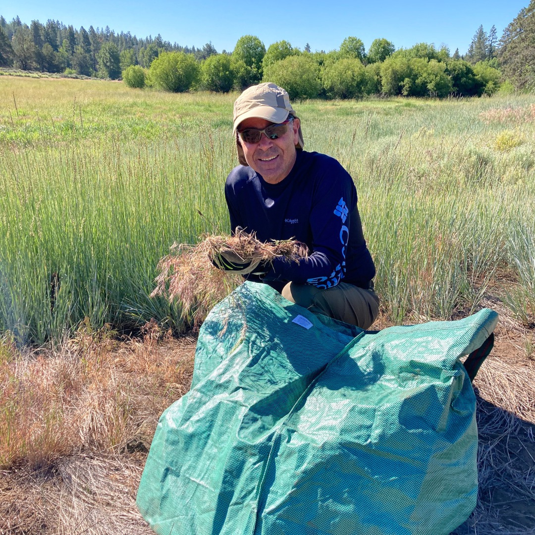 Deschutes - Join the Weed Warriors to battle invasive weeds at our ...