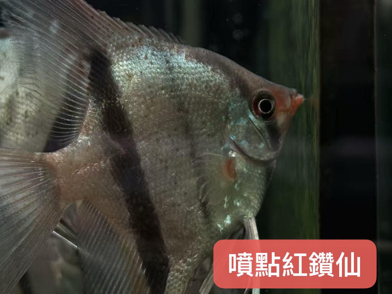 荃灣水族情迷aquadesign added a new photo. - 荃灣水族情迷aquadesign