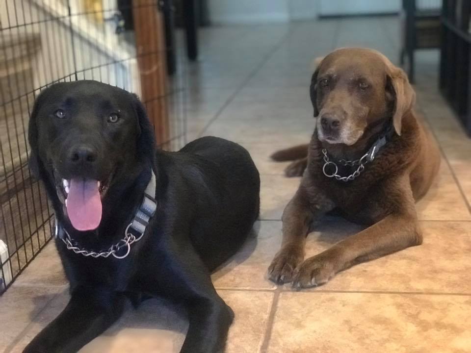First Choice Pet Services