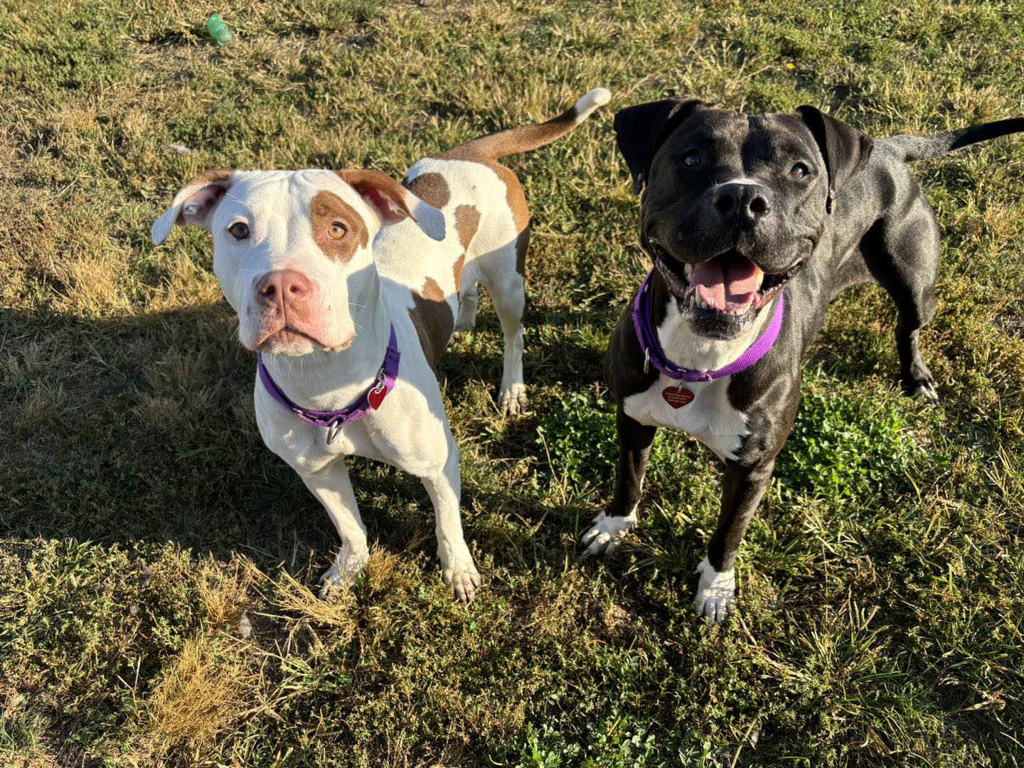 Pibble Awareness... - I Heart Dogs Rescue and Animal Haven | Facebook