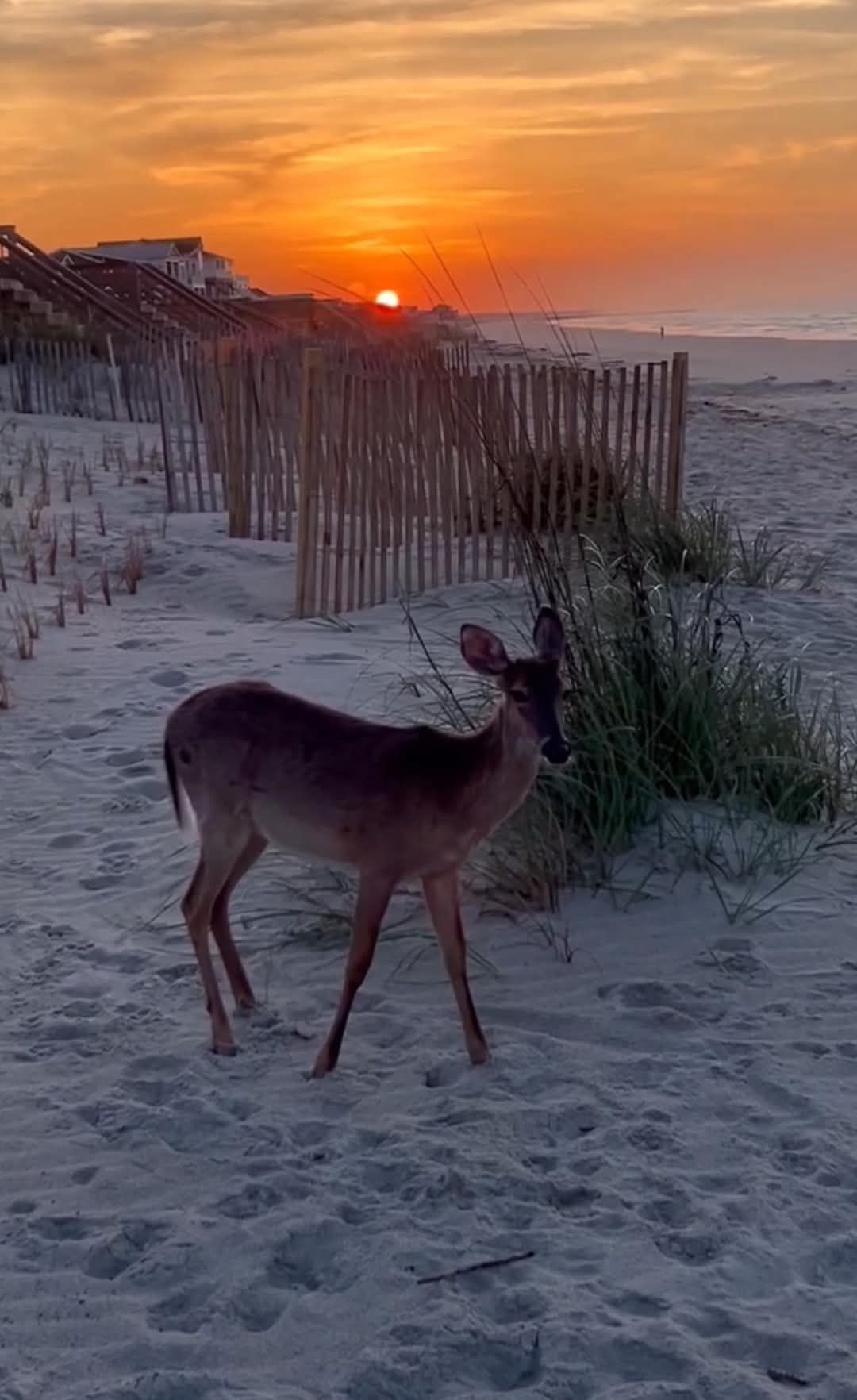 A beautiful sunrise captured by 📸 Johnny Stro in Ocean Isle, NC