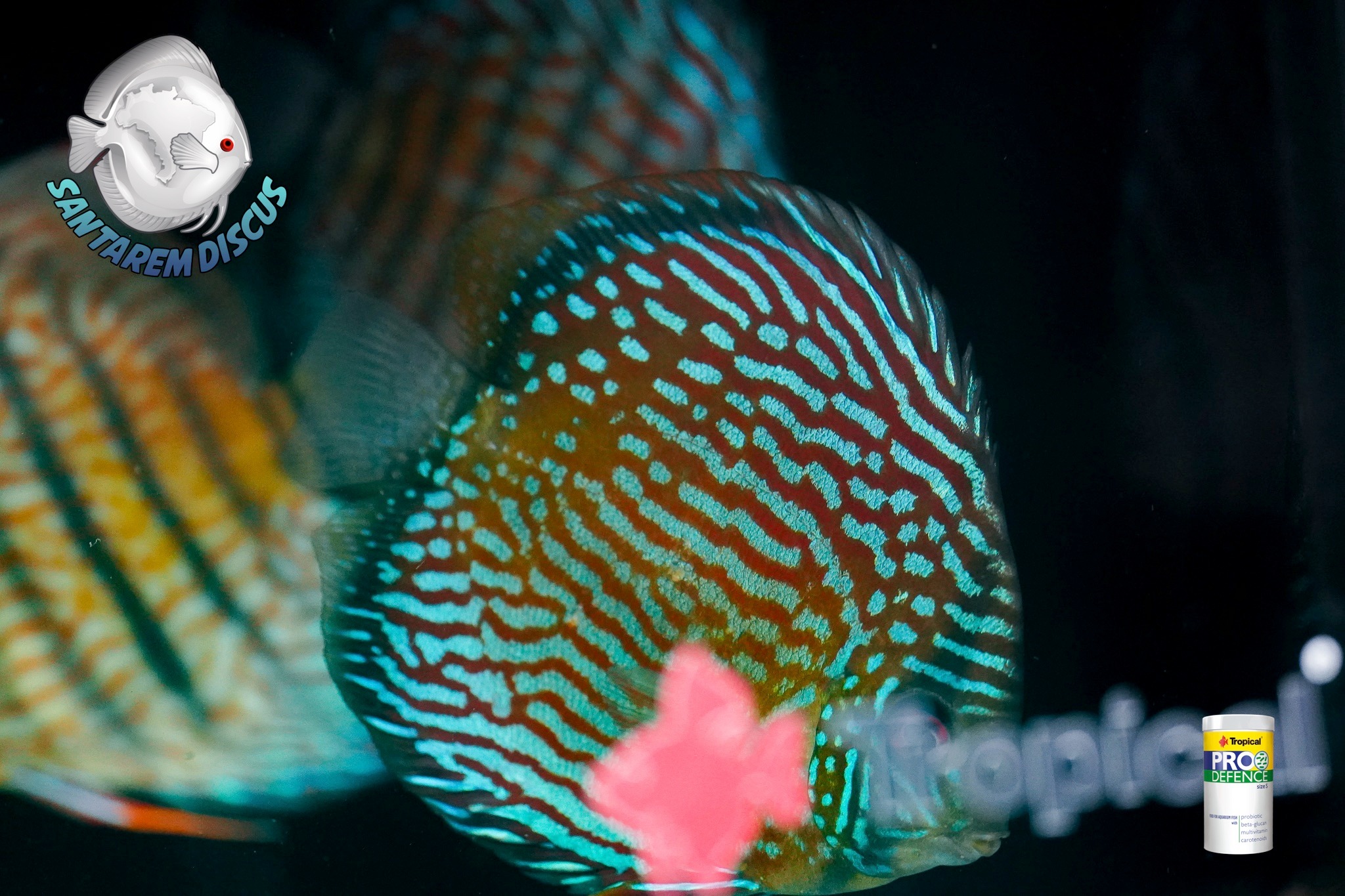 Santarem Discus Plus | Cascais