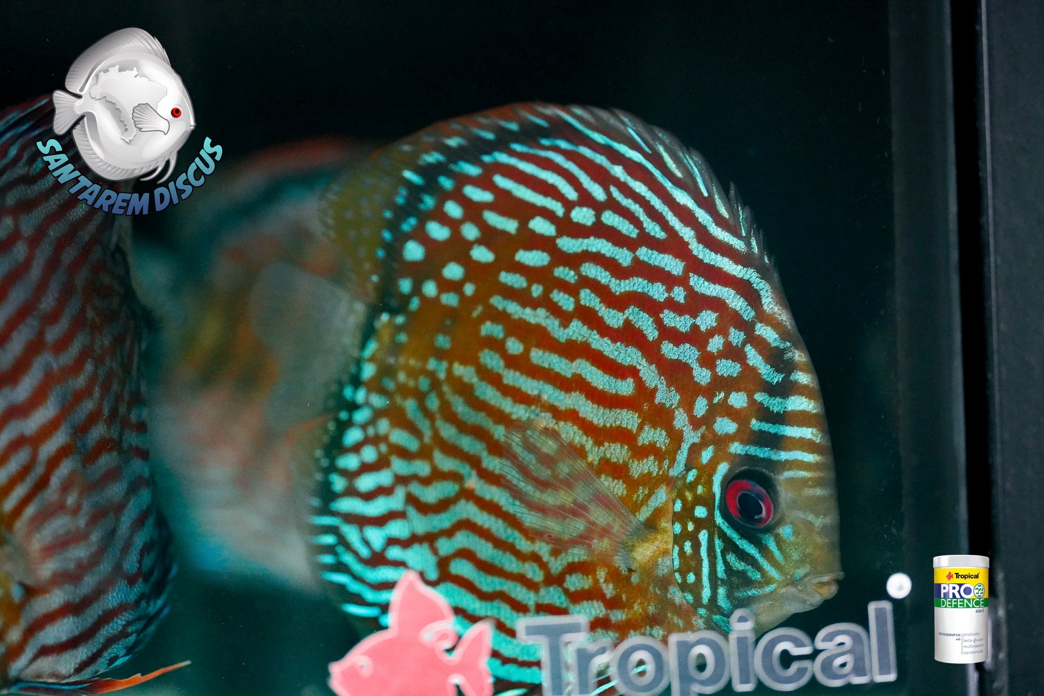 Santarem Discus Plus | Cascais