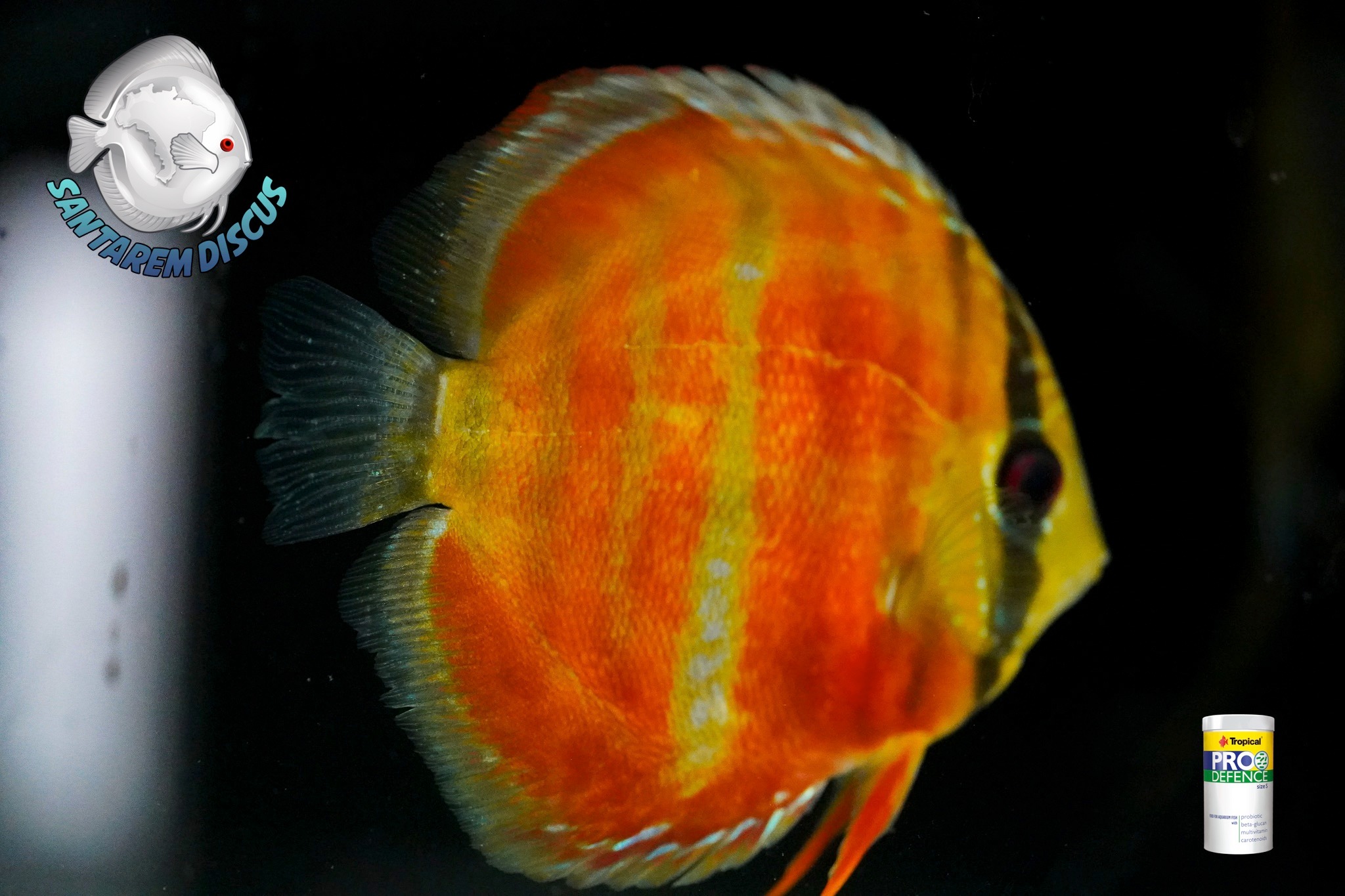 Santarem Discus Plus | Cascais