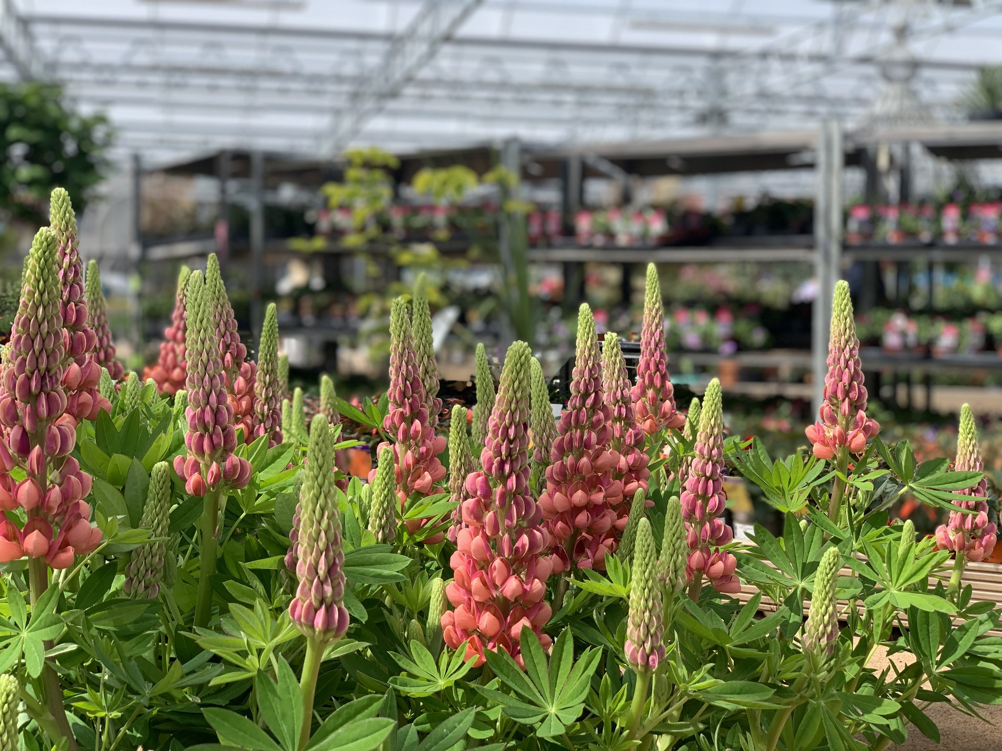Highfield Garden World | Gloucester