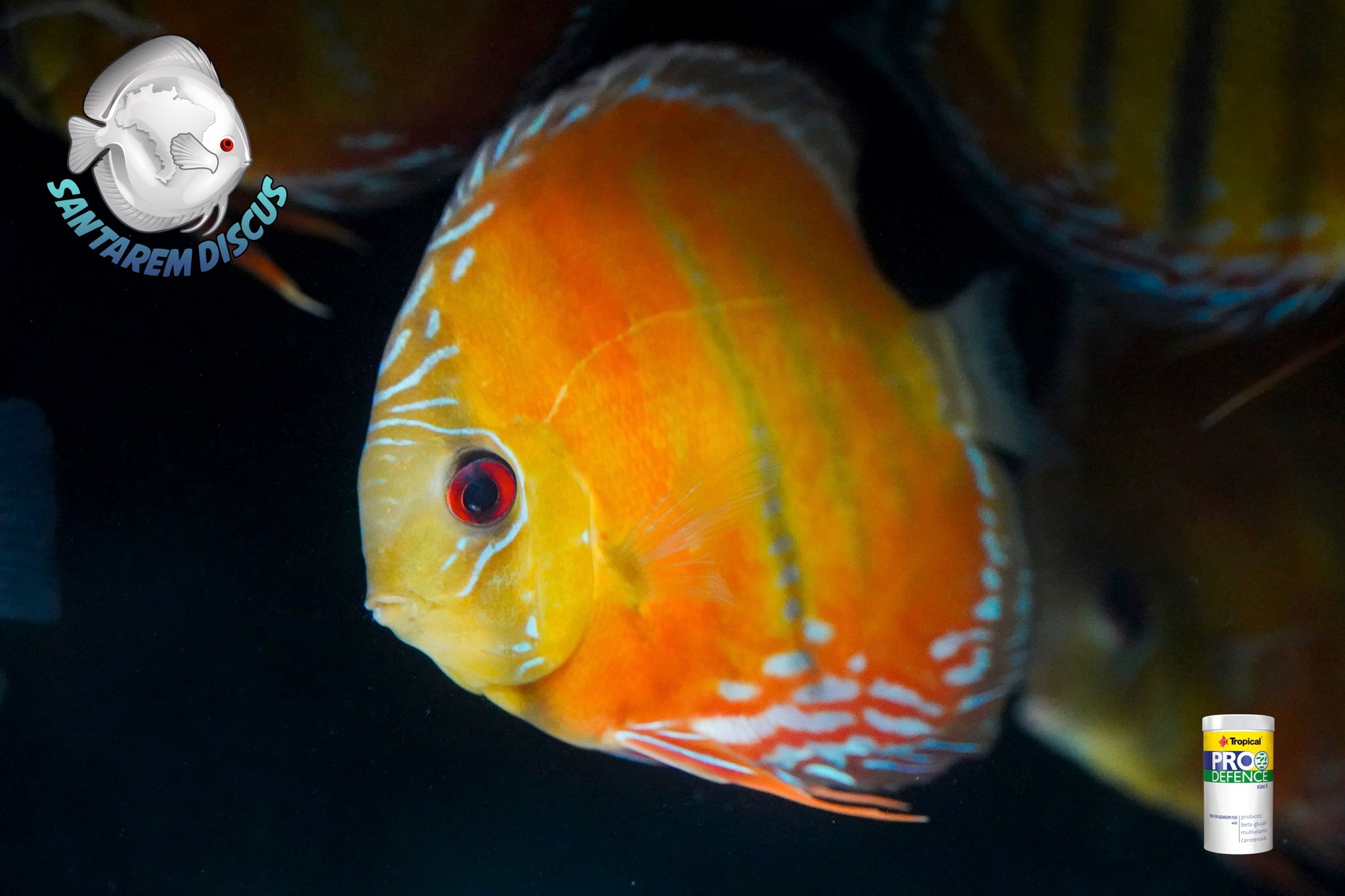 Santarem Discus Plus | Cascais