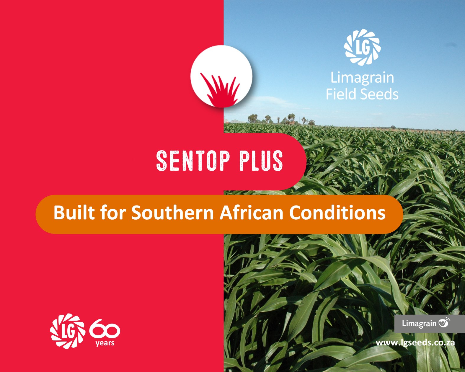 Sentop Plus – Built... - Limagrain Field Seeds South Africa | Facebook