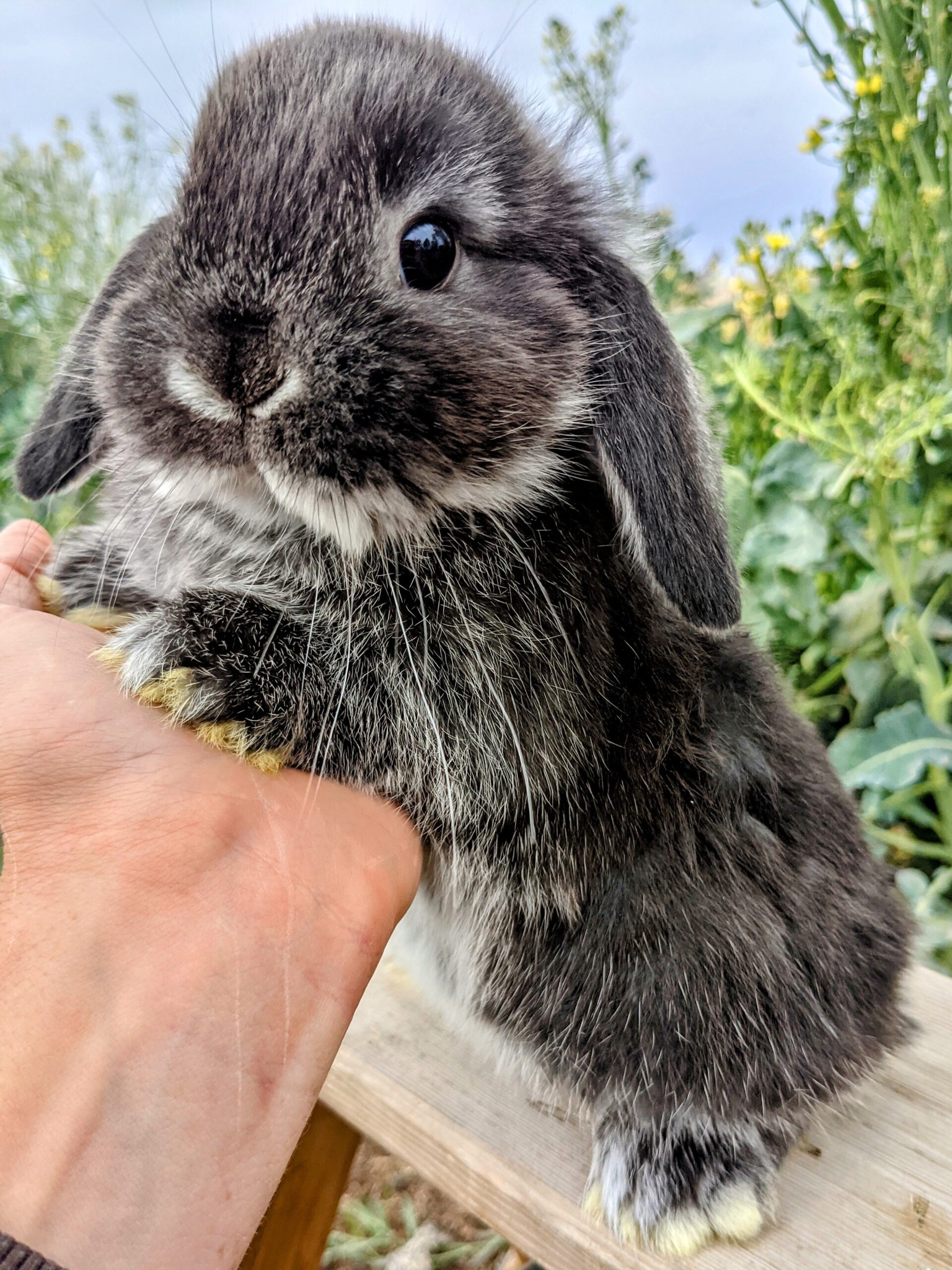 Spokane Rabbits for Sale | Spokane WA