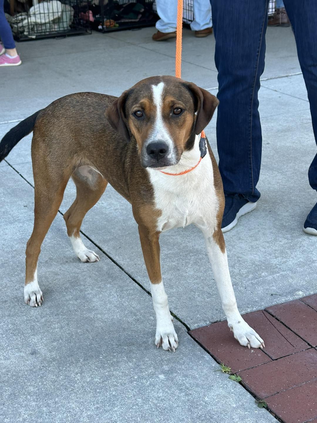 Florida Pointer Rescue added a... - Florida Pointer Rescue