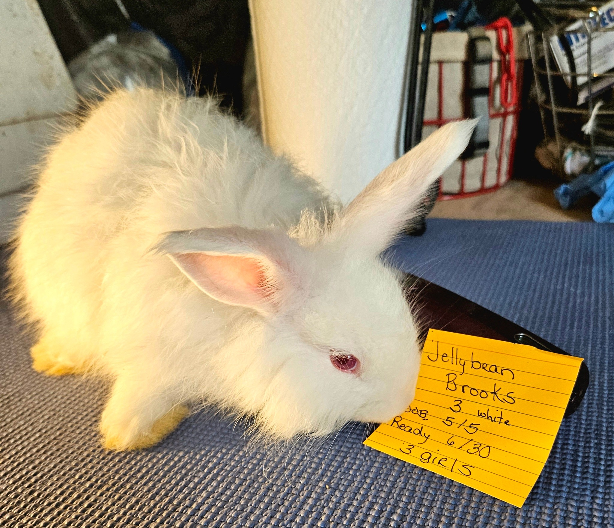 Rowdy Ranch German Angora Rabbits | Cedar Creek TX