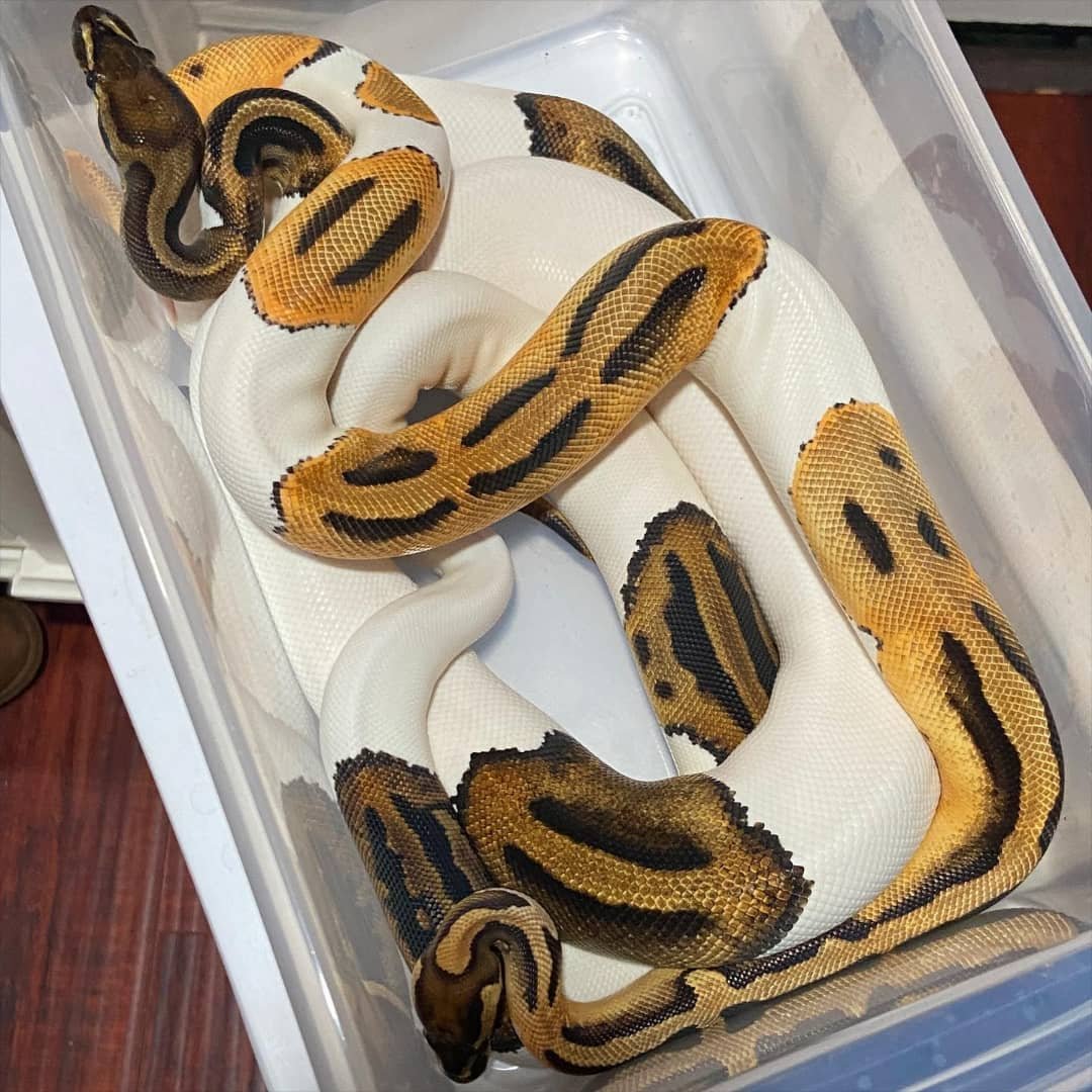 Ball Pythons for Rehoming... - Ball Pythons For Sale Near Me | Facebook
