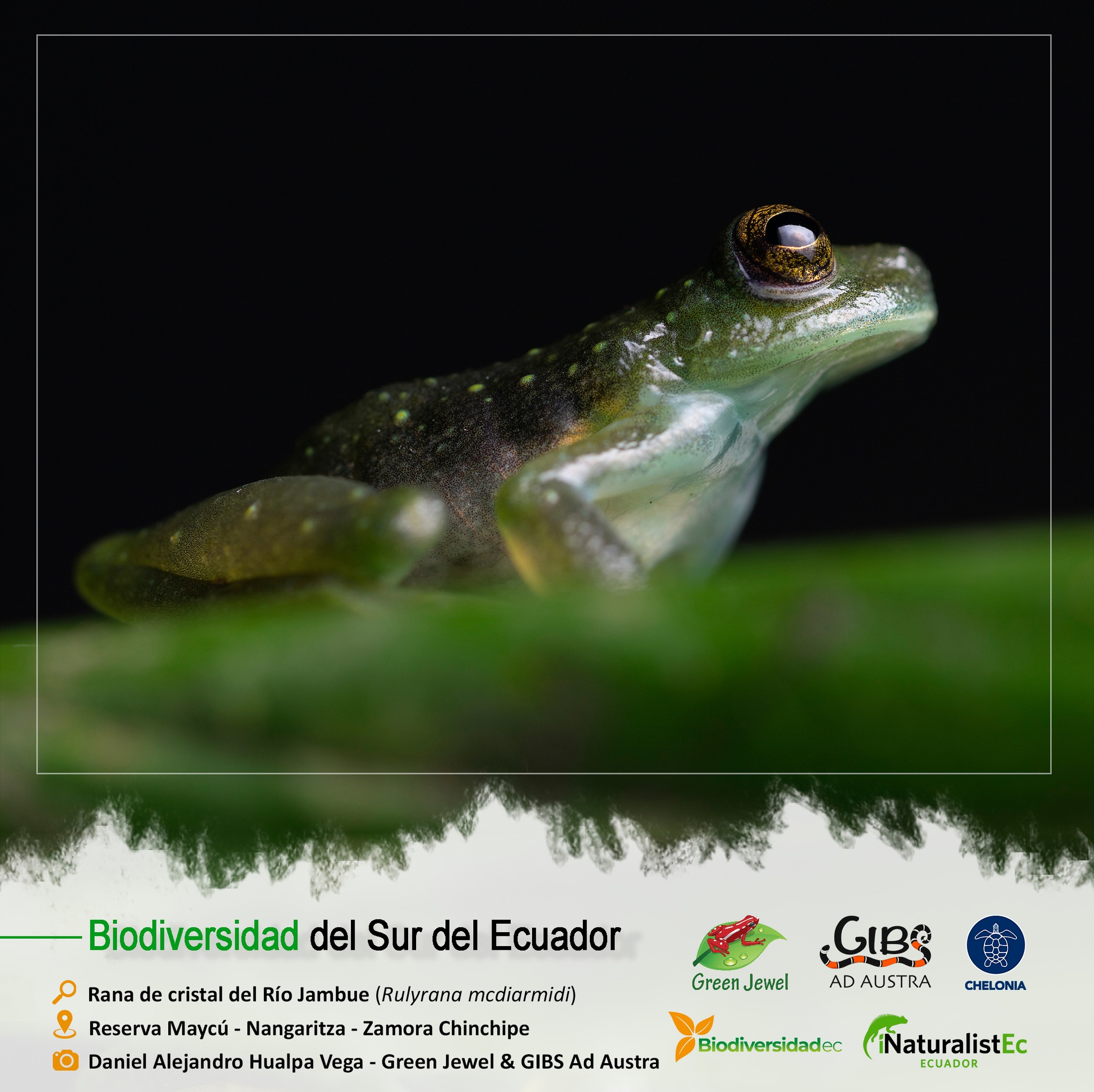GRUPO - BIODIVERSIDAD DEL SUR DEL ECUADOR 🔎: Rana de cristal del Río ...