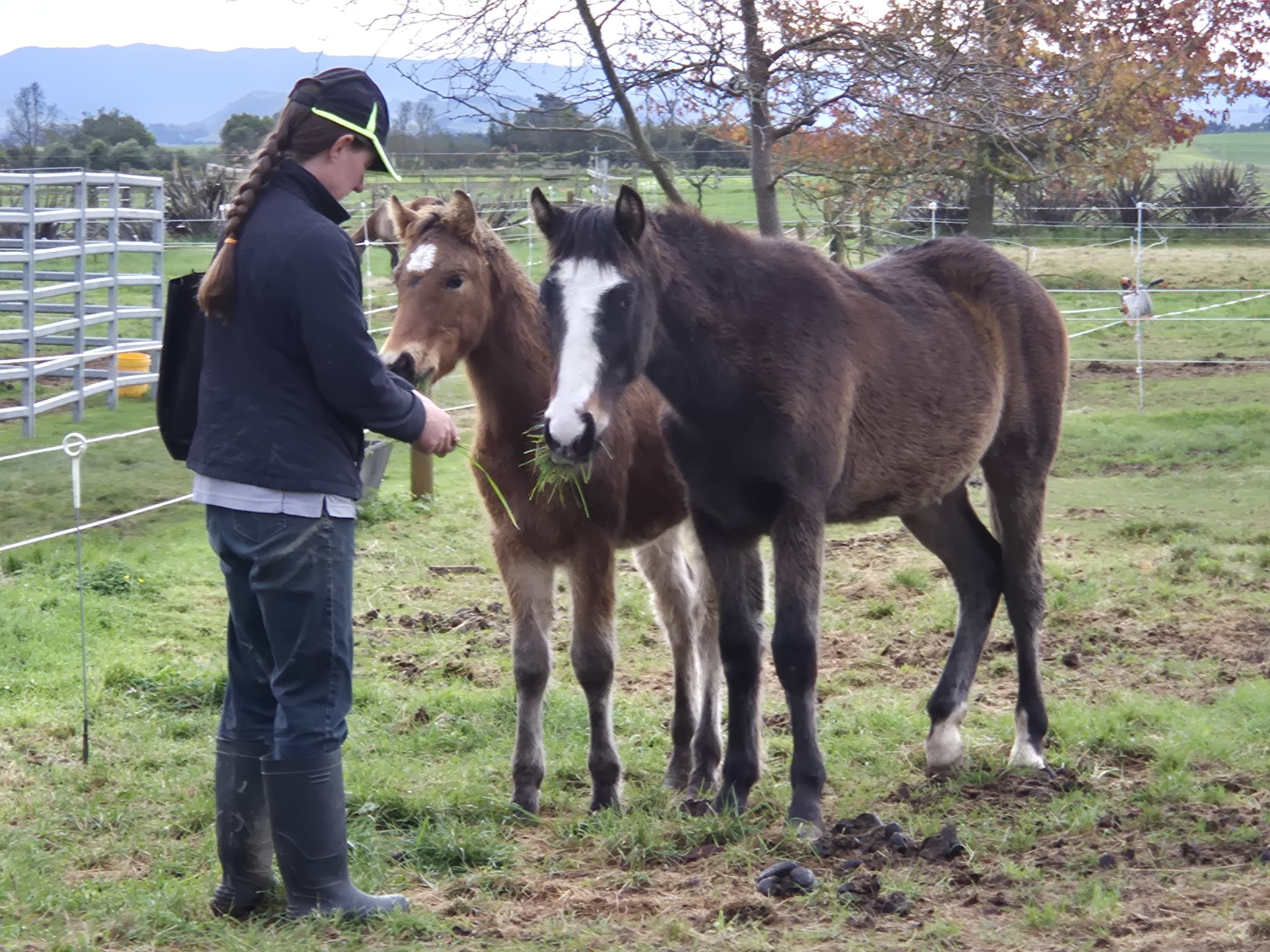 Kaimanawa - Riki is giving weeman confidence to come up to Jen in the ...