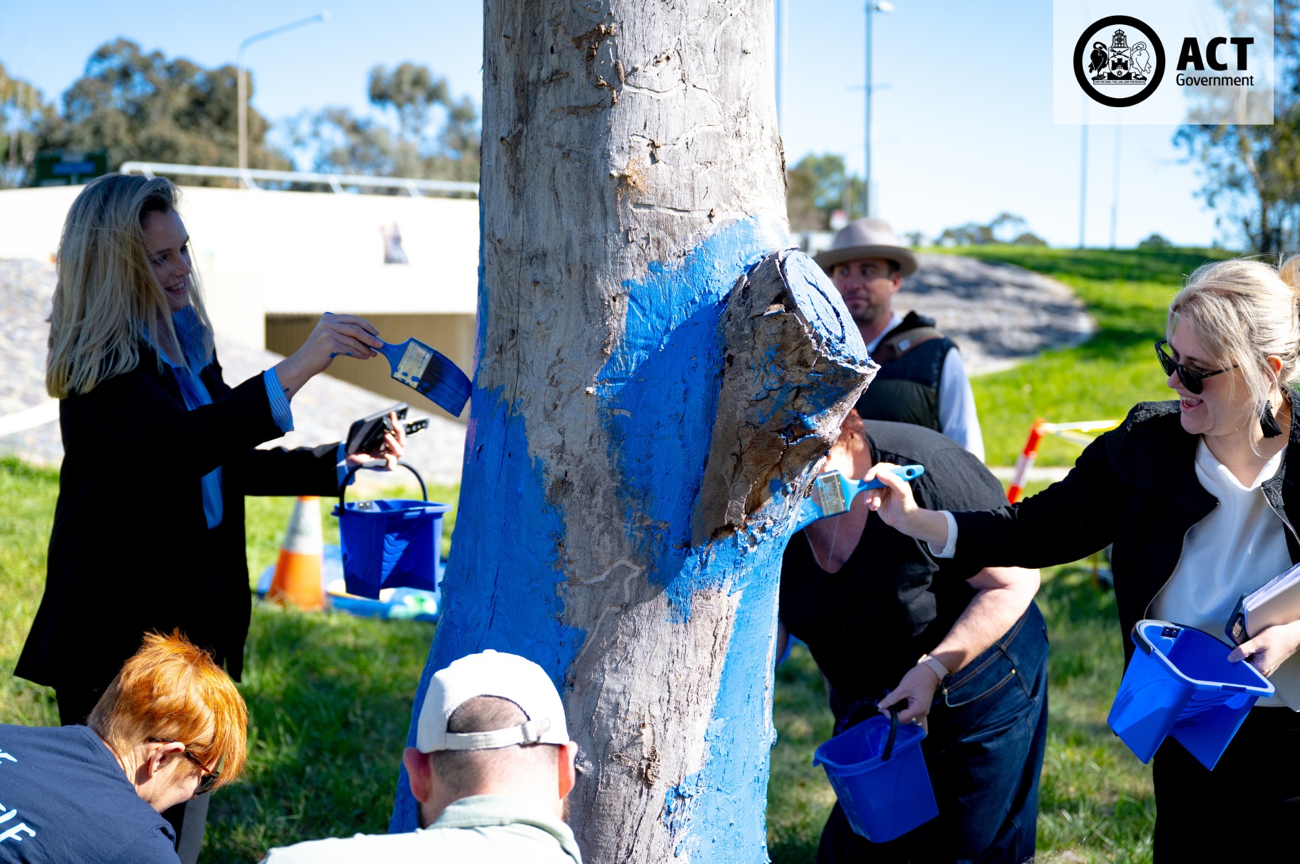 ACT Government - If you’ve passed a blue tree in Canberra,... | Facebook