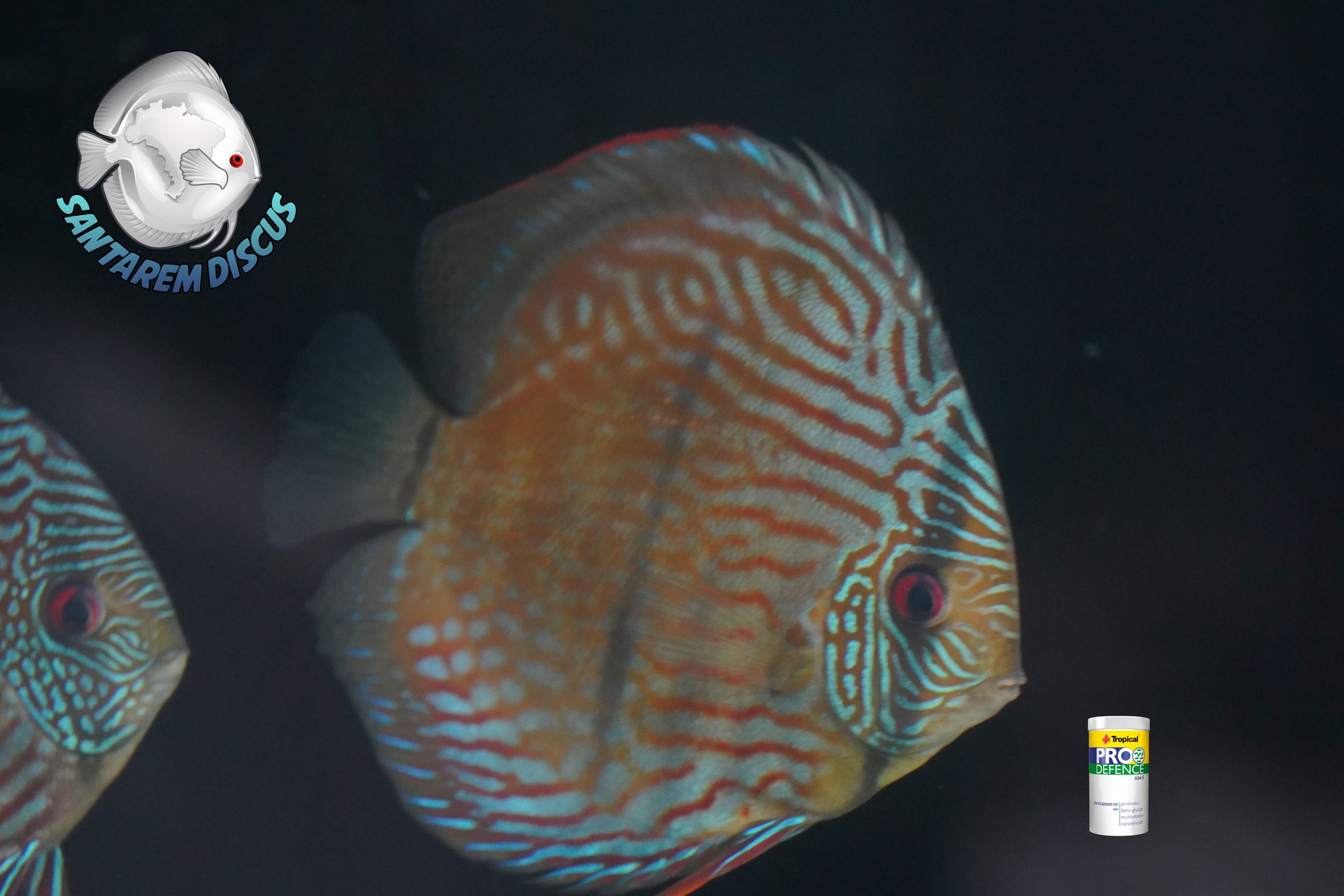 Santarem Discus Plus | Cascais