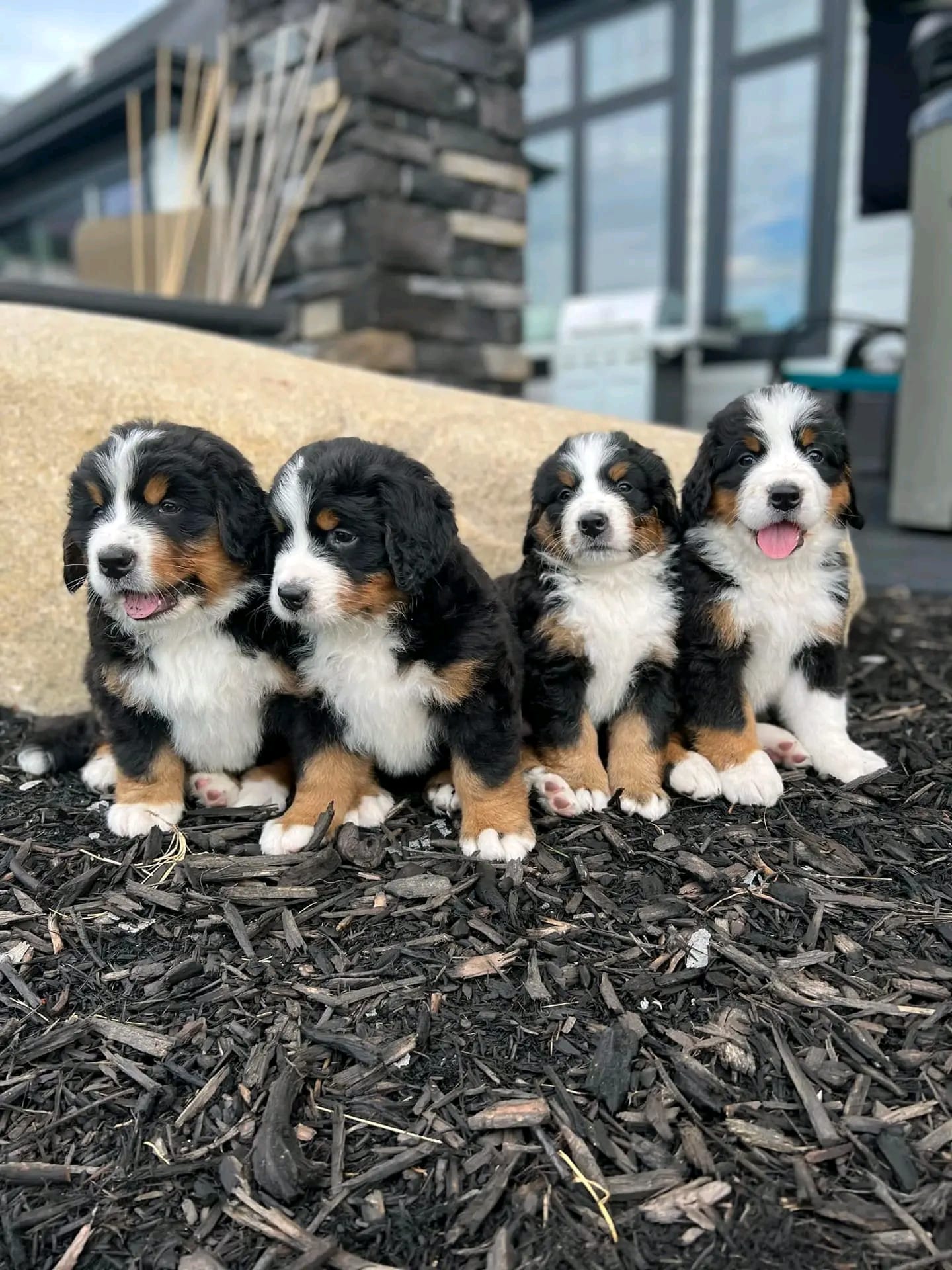 Bernese mountain dog puppies for sale in Tennessee