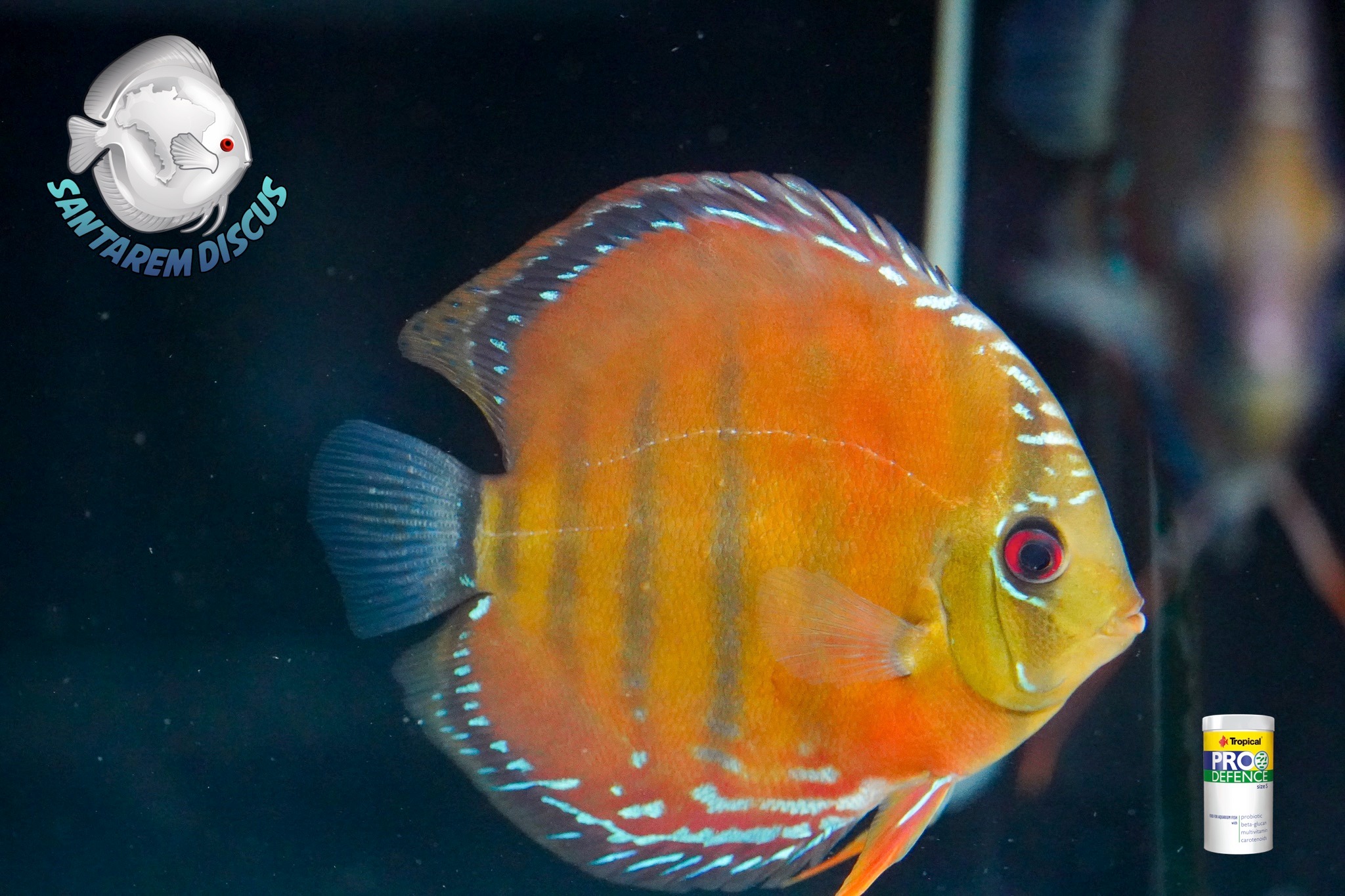 Santarem Discus Plus | Cascais
