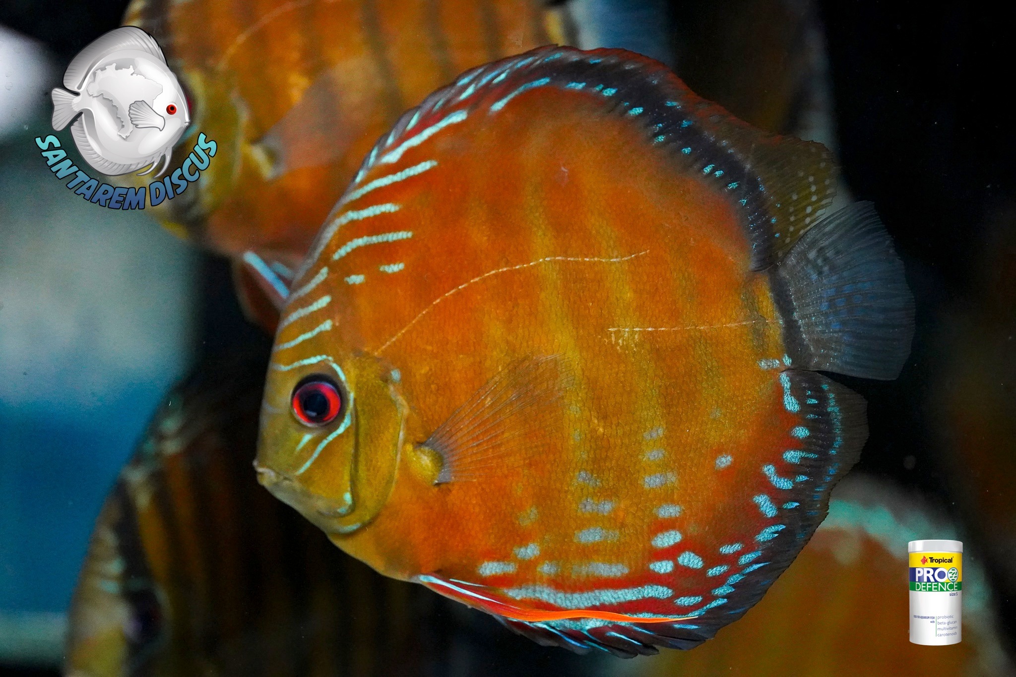 Santarem Discus Plus | Cascais