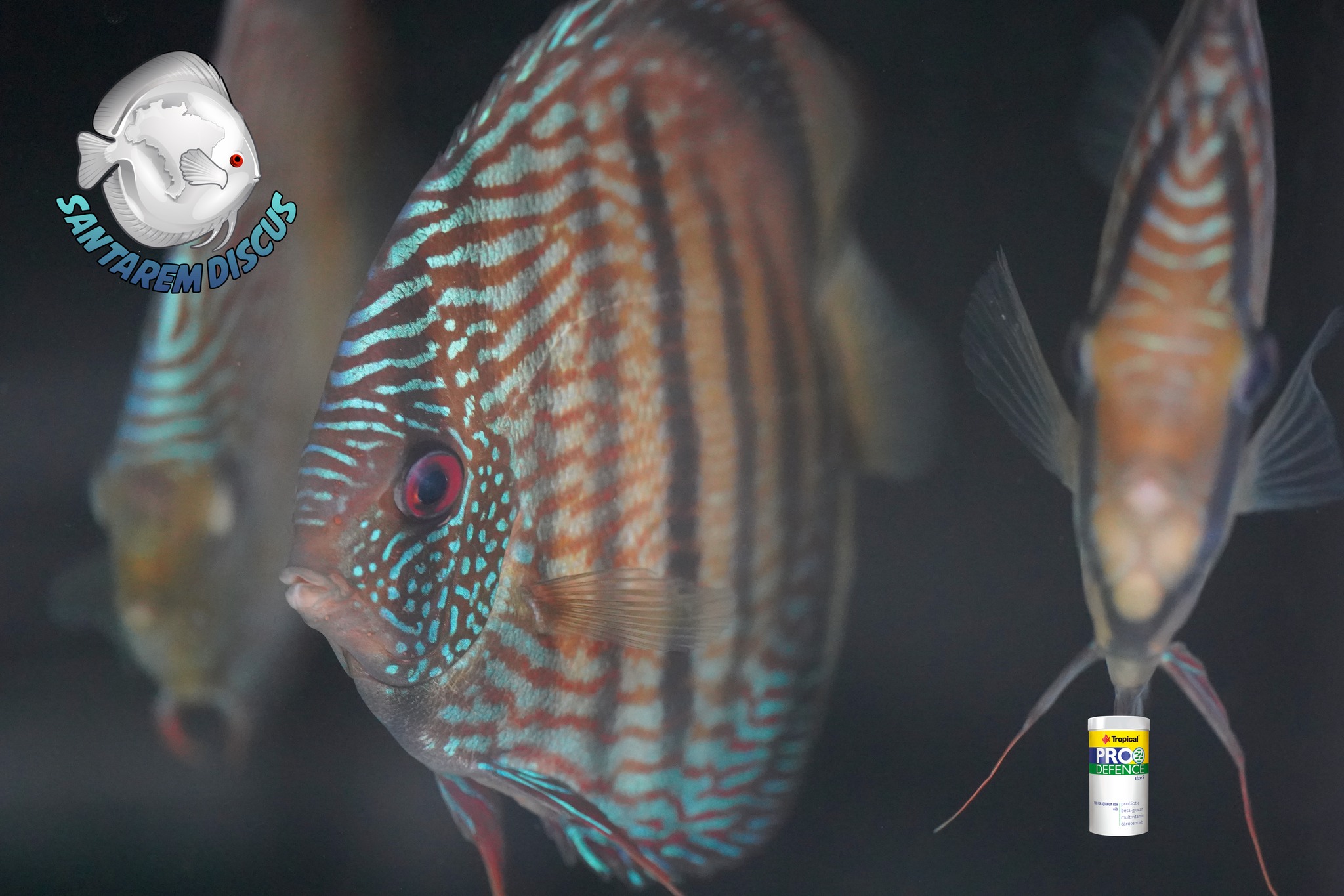 Santarem Discus Plus | Cascais