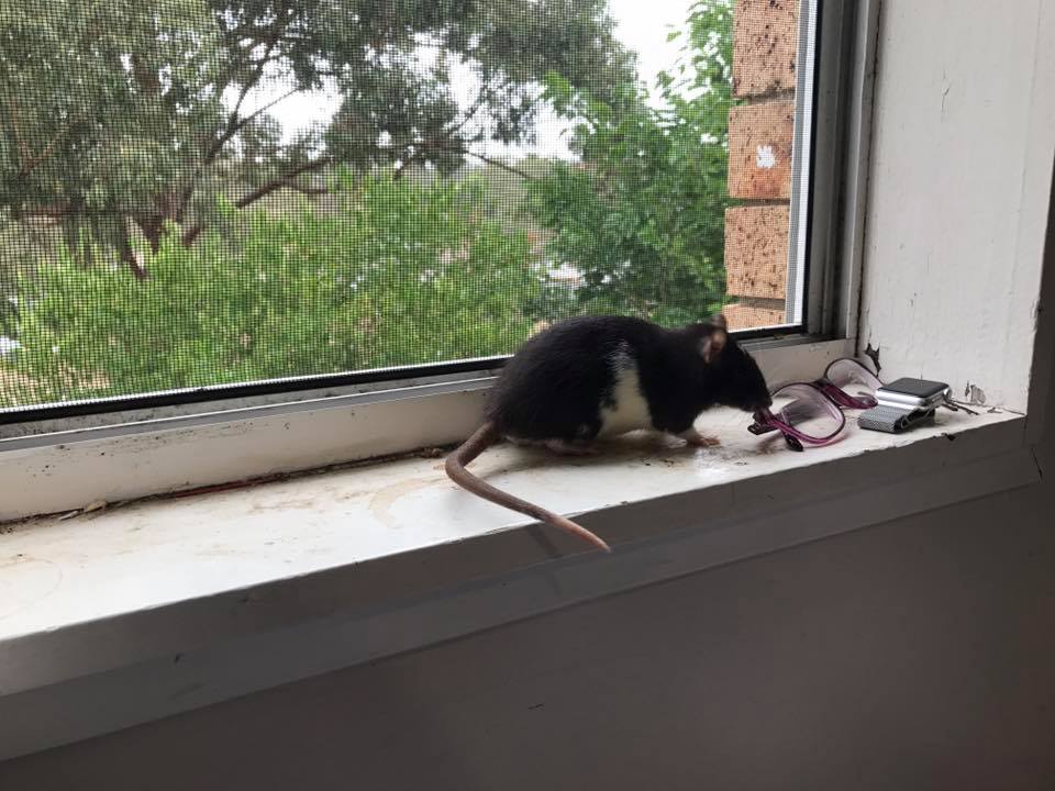 Mischief Managed Rattery | Campbelltown NSW
