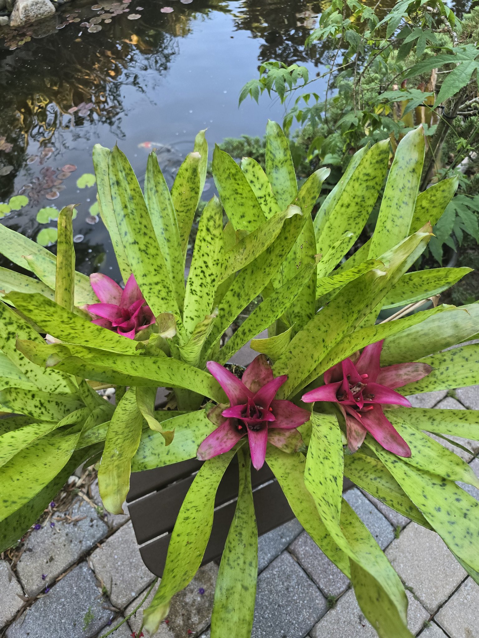 Seminole - Plant Picture of the Day: July 12, 2025 Nidularium rutilans ...