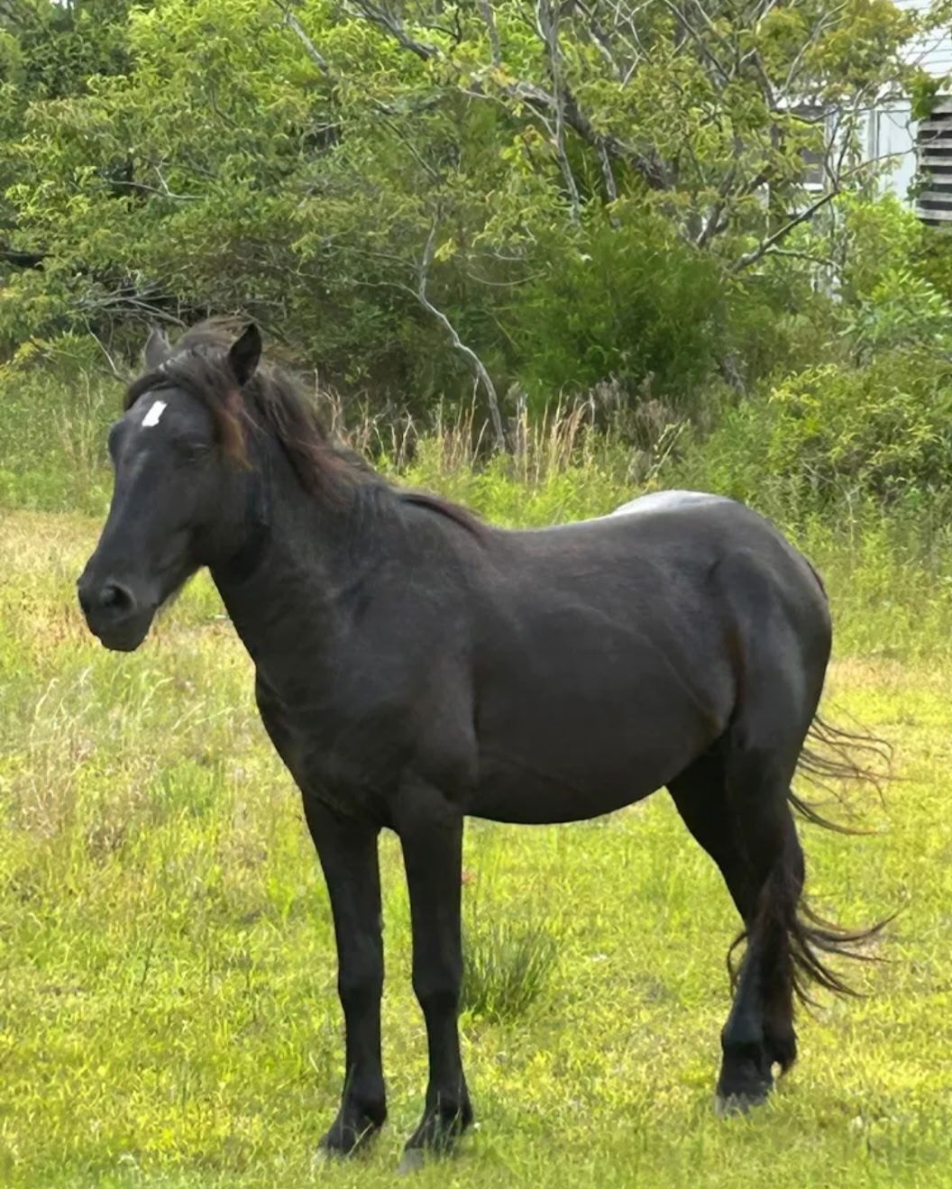 Wild Horse Adventure Tours | Corolla NC