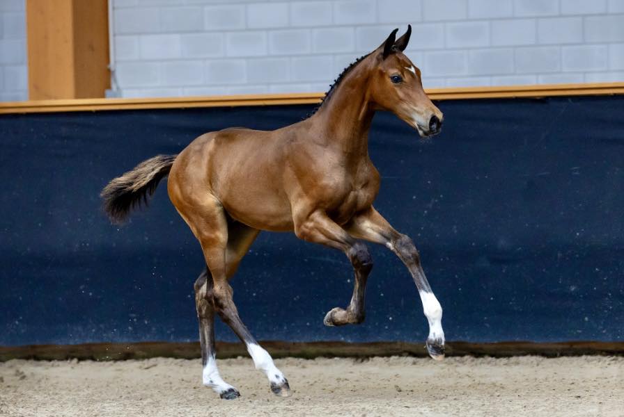 Catoki (@catokistallion) • Facebook