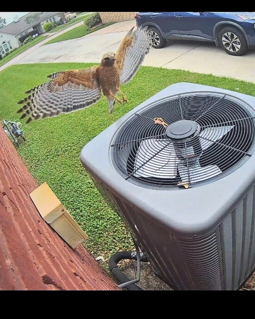 Texas - BEWARE THE HAWK! This.Red-shouldered Hawk has been dive bombing ...