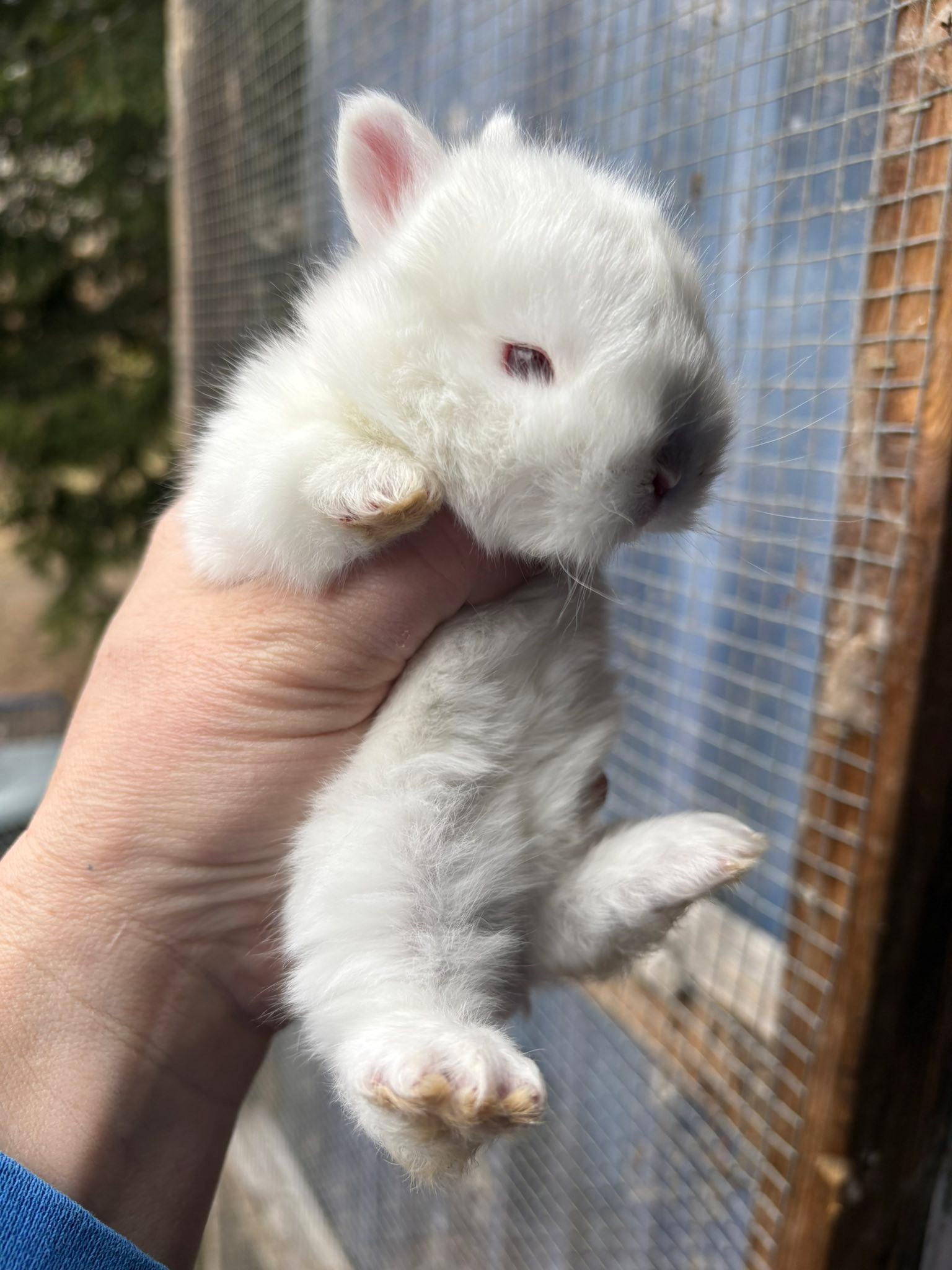 Cotton Valley Rabbitry | Wolfeboro NH