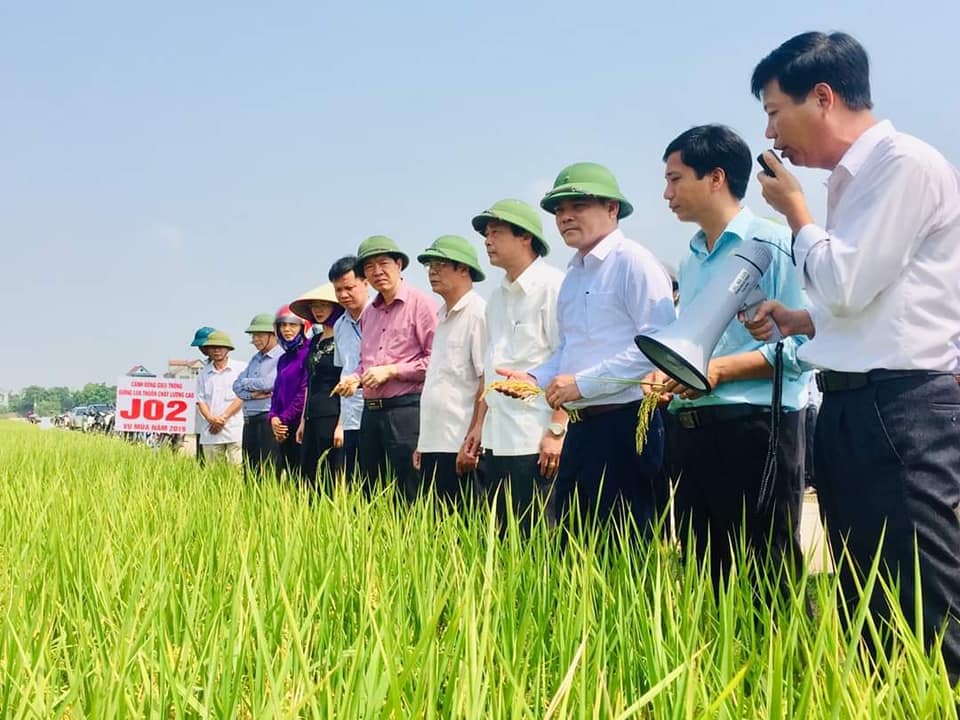 Giống lúa J02