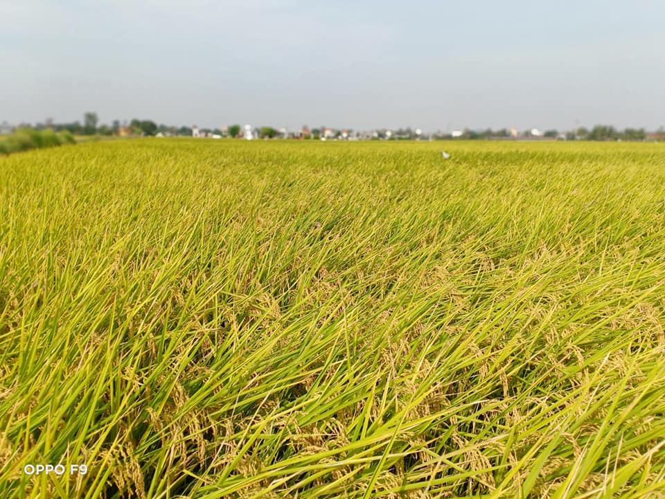 Giống lúa J02