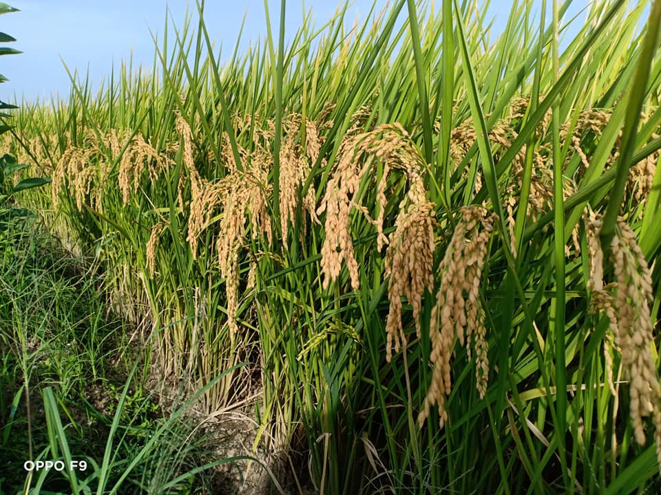Giống lúa J02