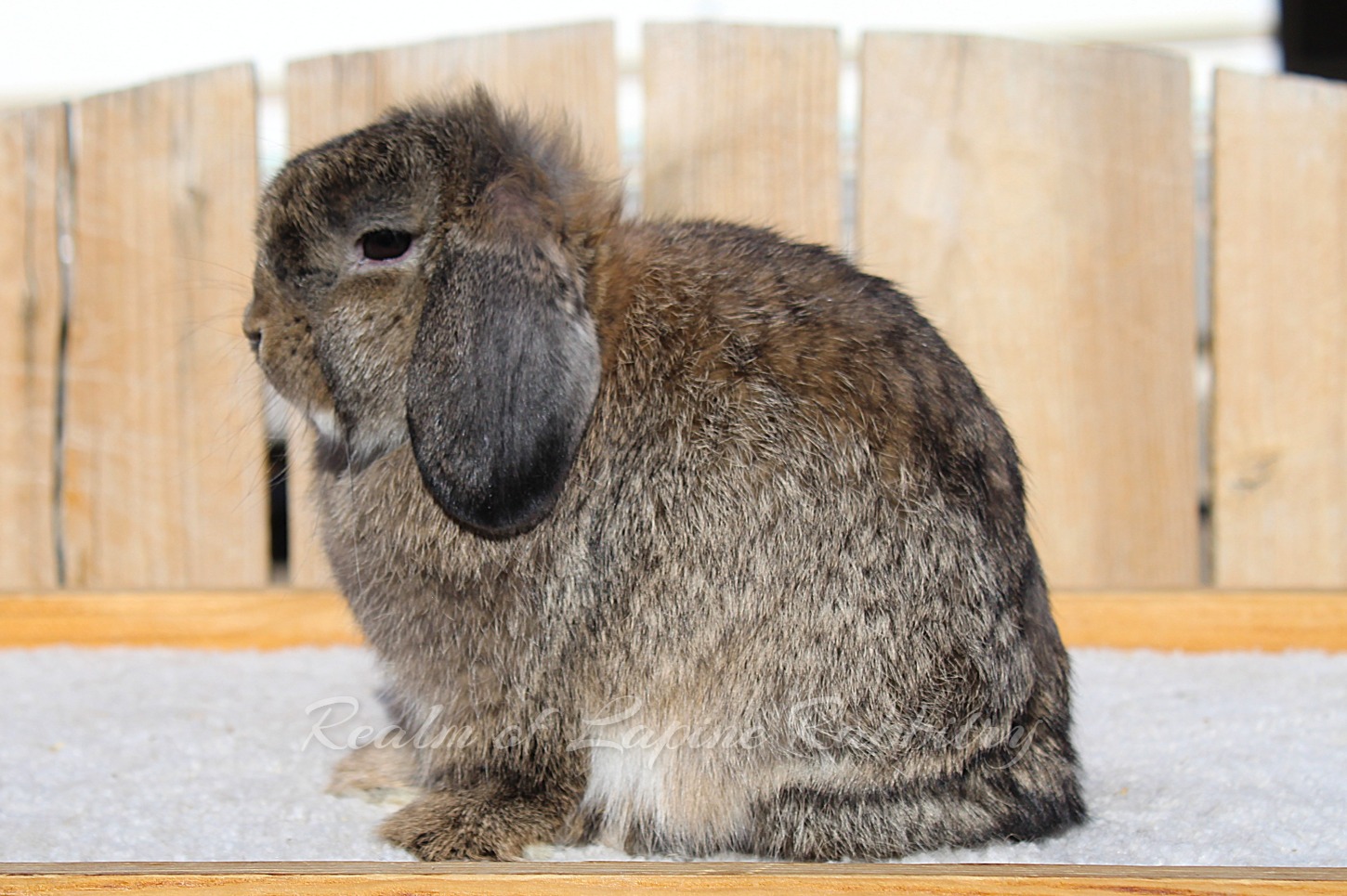 Realm of Lapine Rabbitry