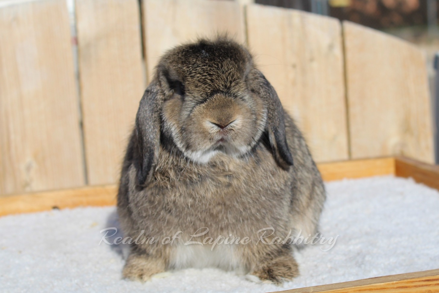 Realm of Lapine Rabbitry