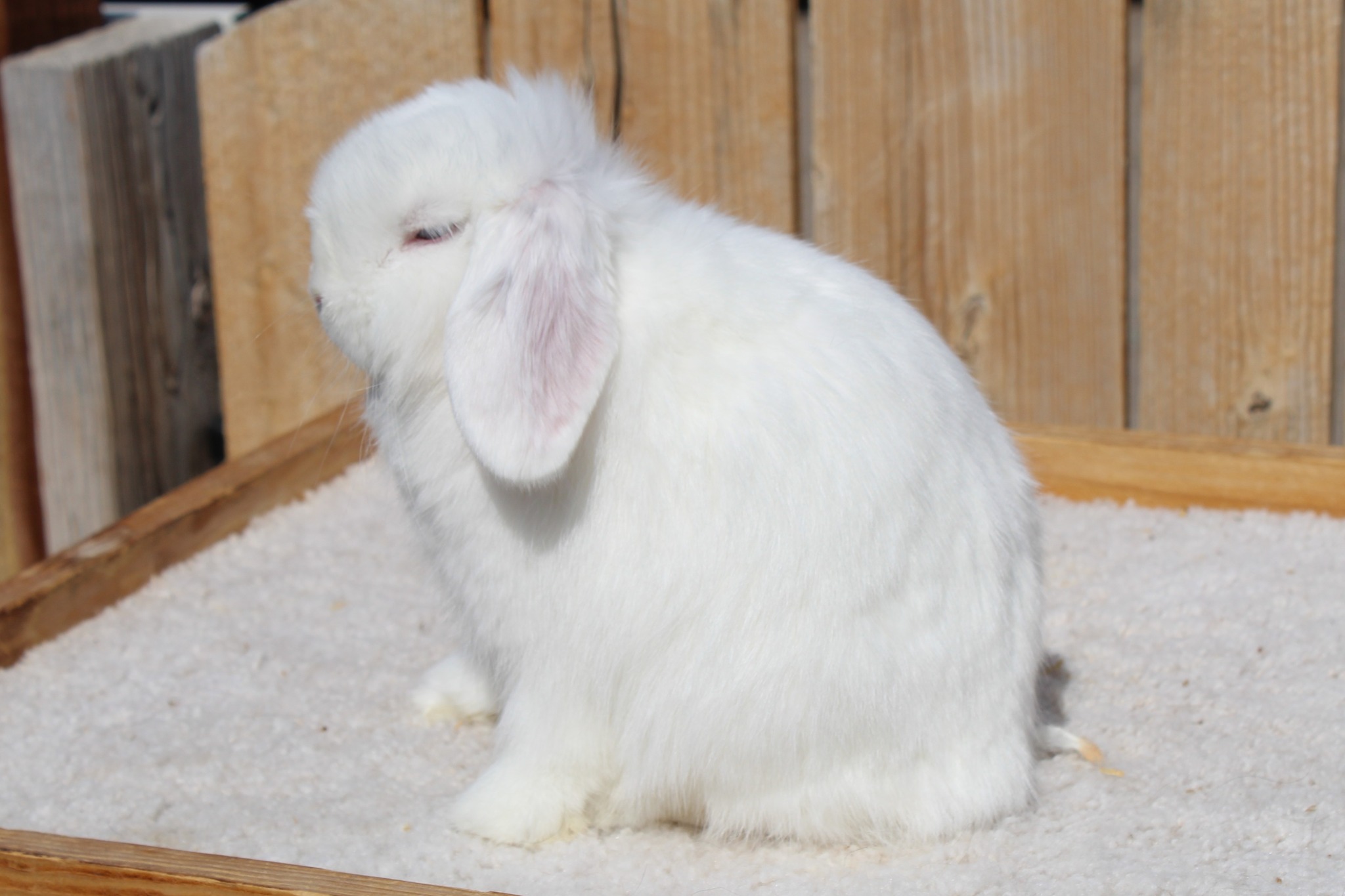 Realm of Lapine Rabbitry