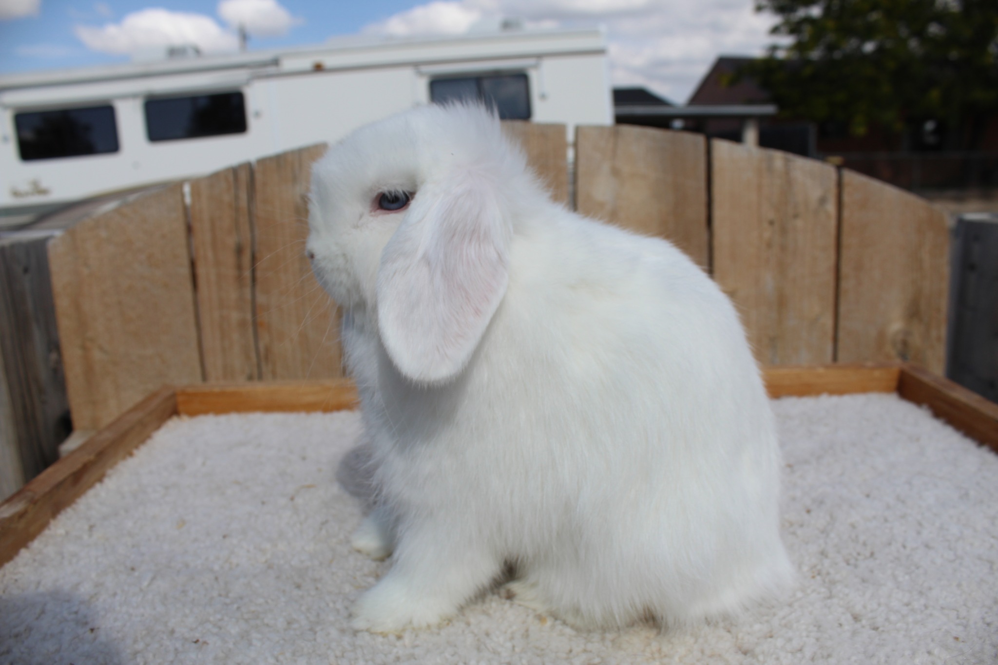 Realm of Lapine Rabbitry