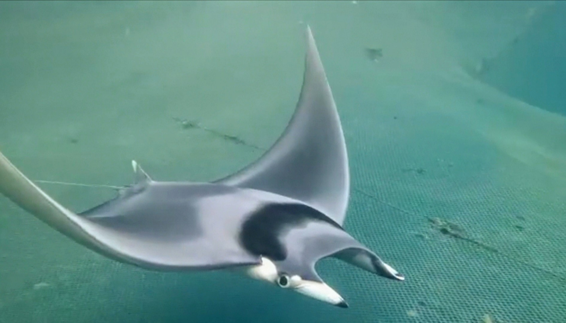 Fishes - Three mobula rays (Mobula mobular) locally known as 
